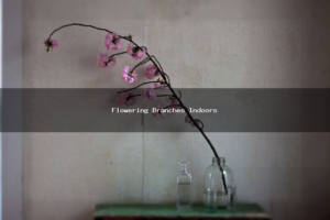 Spring Preview: Techniques to Force Flowering Branches Indoors